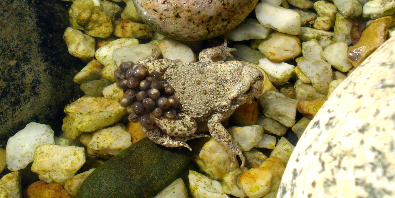 Alyte accoucheur (Alytes obstetricans) © Alain Hiver